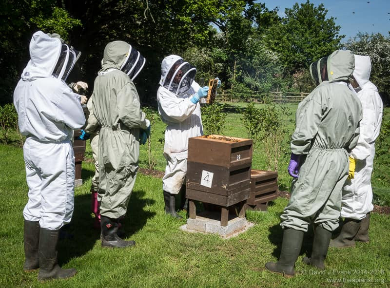 Corporate beekeeping experience