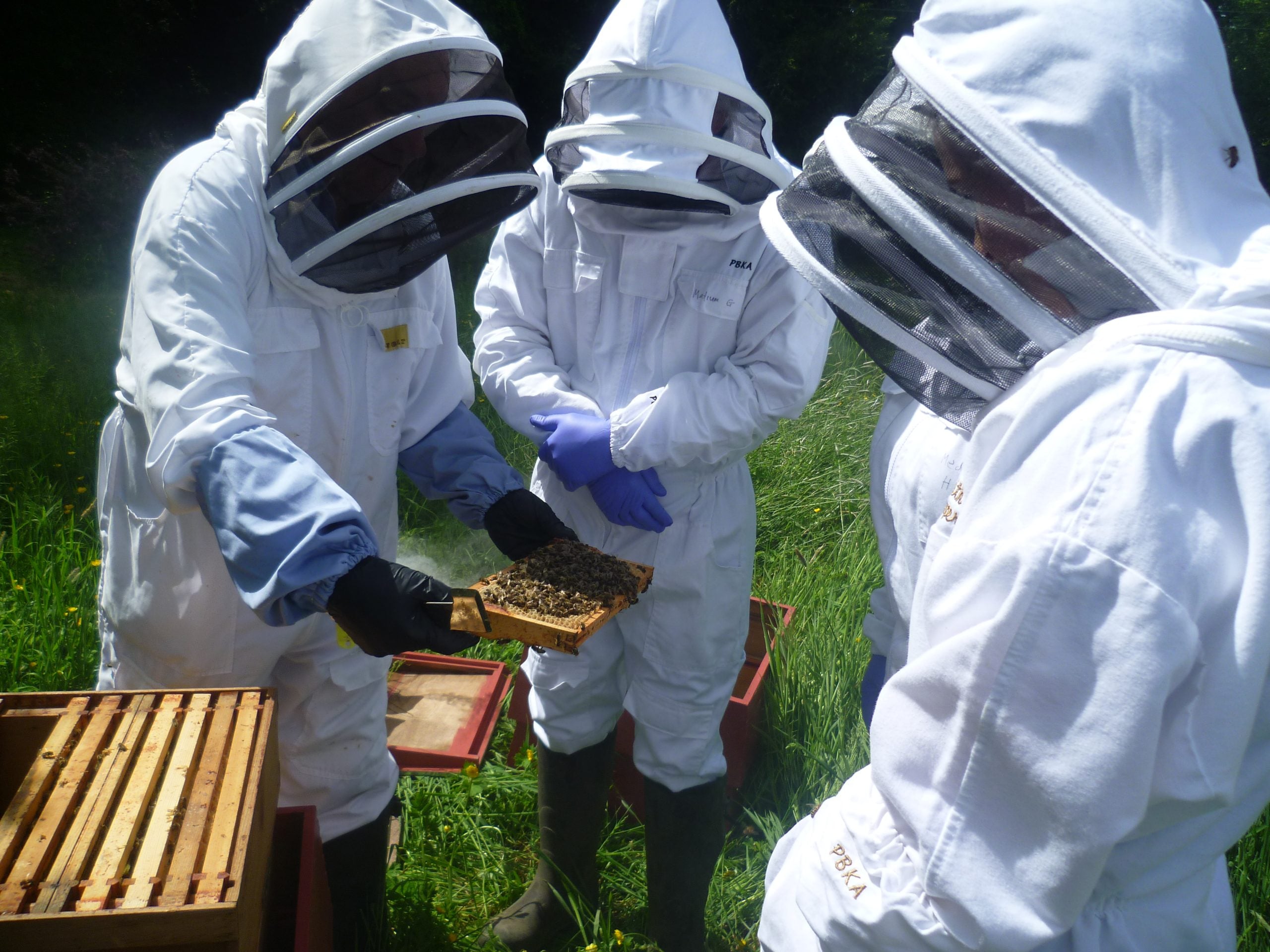 Corporate beekeeping experience