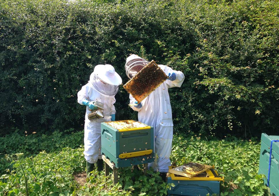 Corporate beekeeping experience