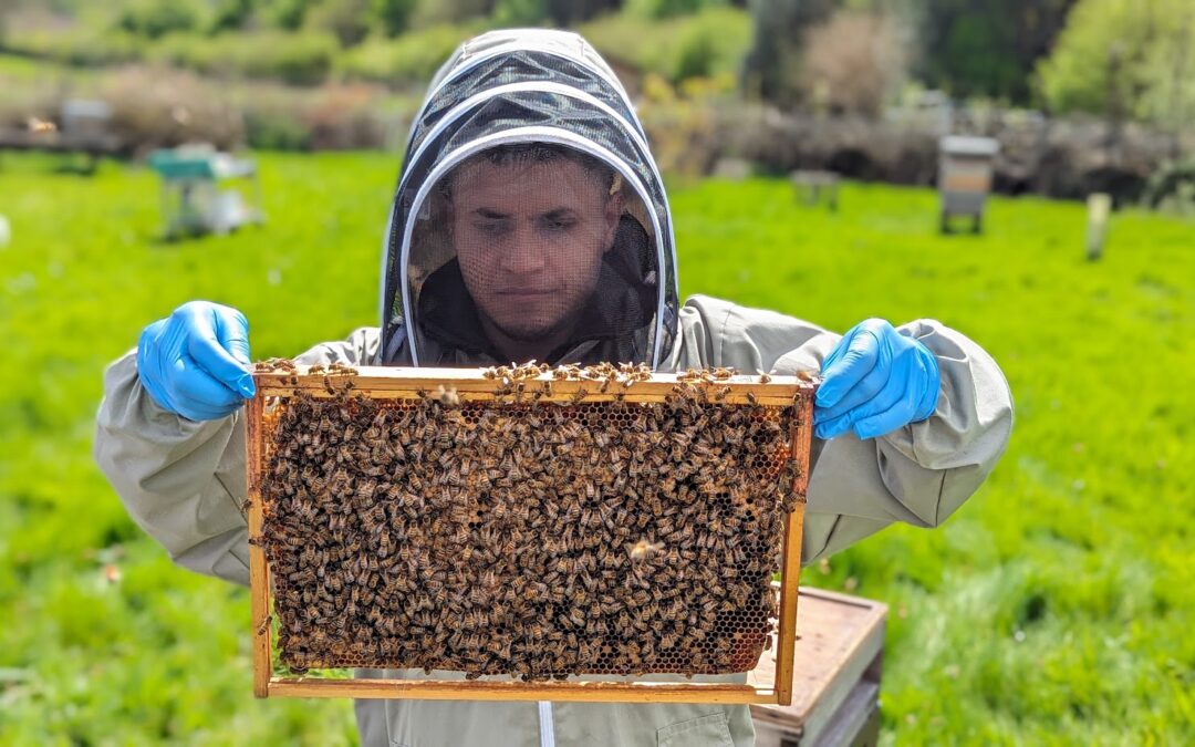 Beekeeping Experience