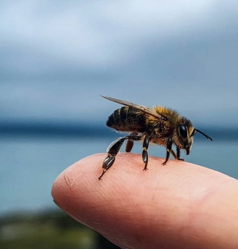 Beekeeping Experience