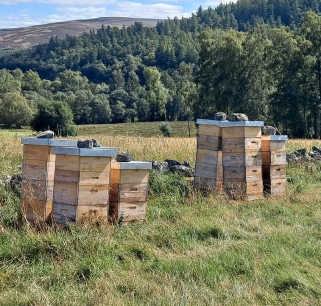 Beekeeping Experience